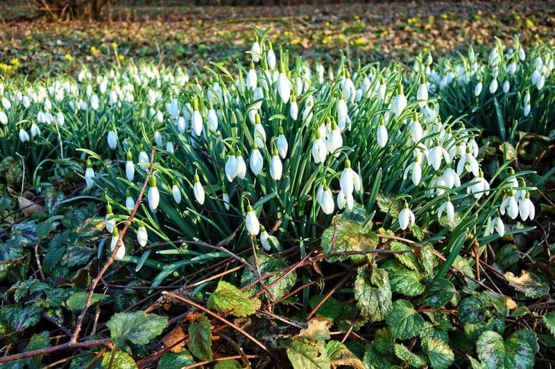 Large planting of Snowdrop - Galanthus nivalis