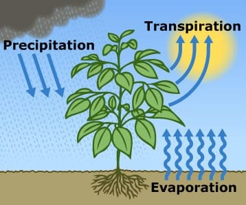 Evapotranspiration