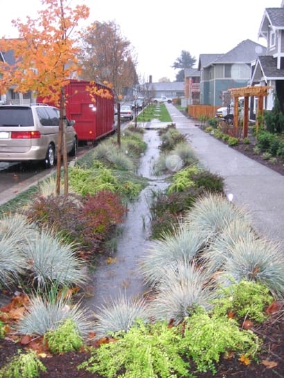 Rain Garden on a street parkway