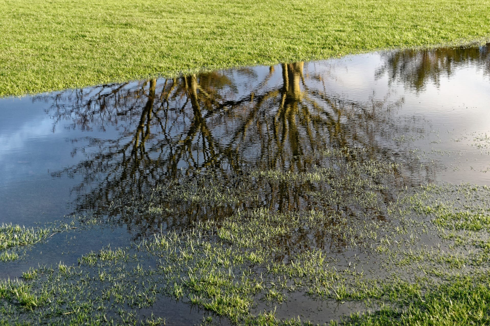 Torrential Rain in the Garden