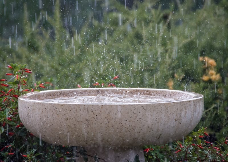 Torrential Rain in the Garden