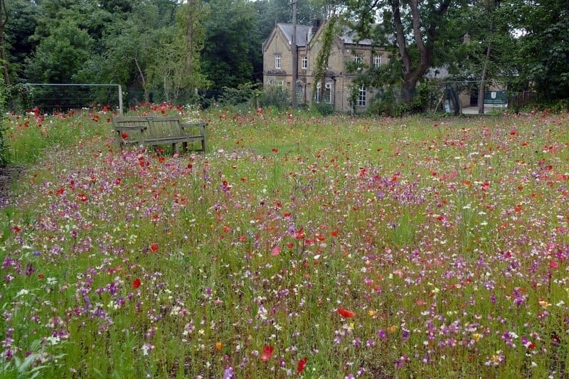 Wildflower Meadow