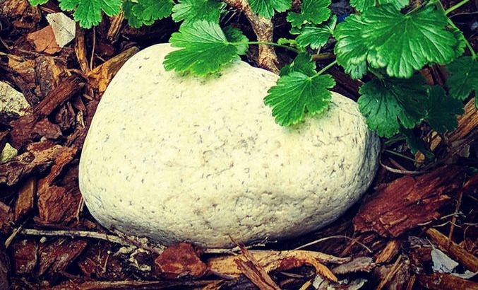 Nurse Rock sheltering a Gooseberry seedling