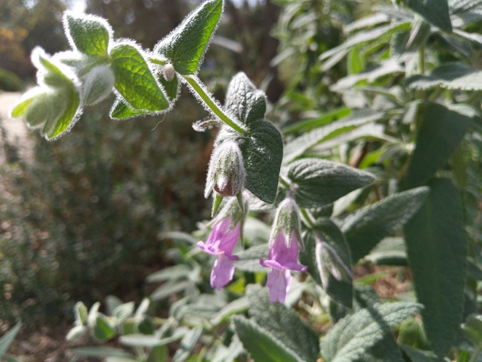 Lepechinia fragrans with flowers