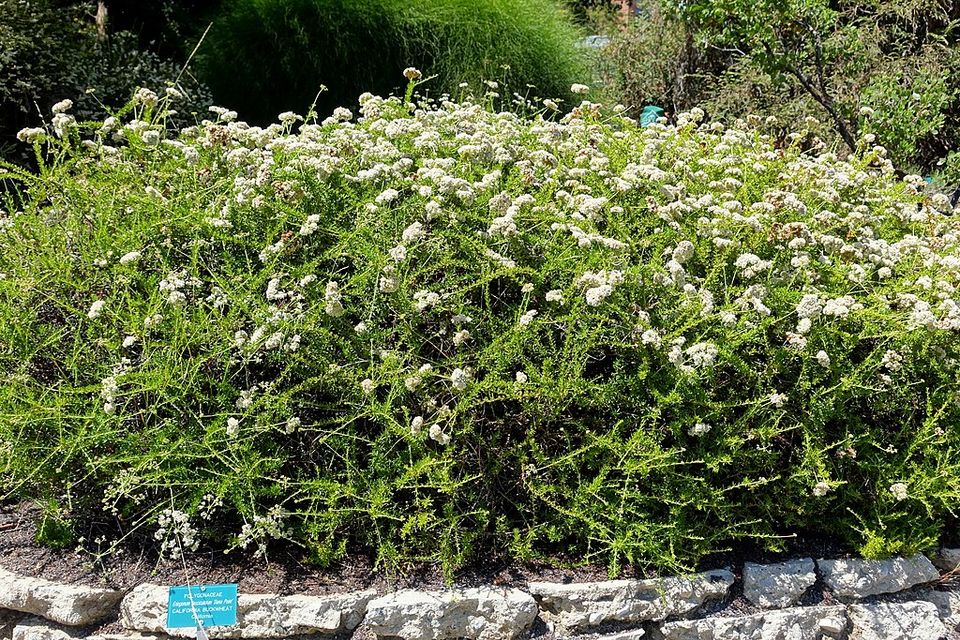 California Buckwheat