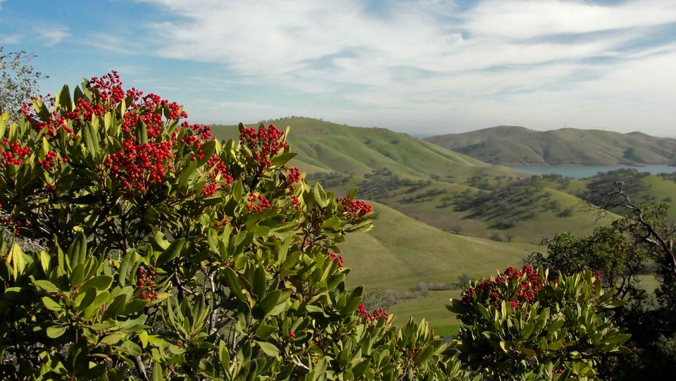 Toyon - The New World Christmas Berry