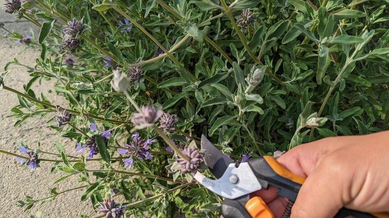 Pruning California Native Plants