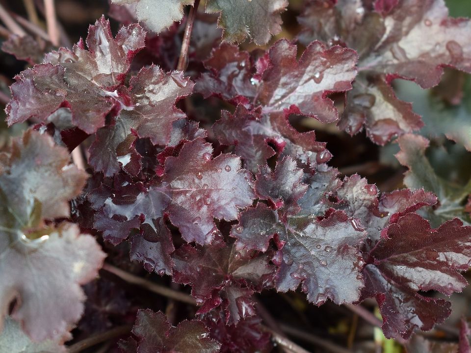 Dark Plants Add Drama to your Garden