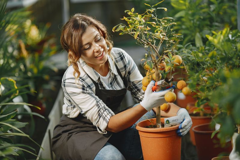 Pruning small fruit tree