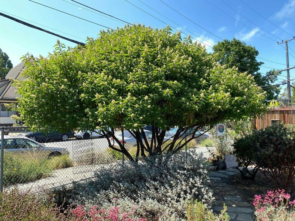 Laurel Sumac (Malosma laurina) trimmed up in tree form